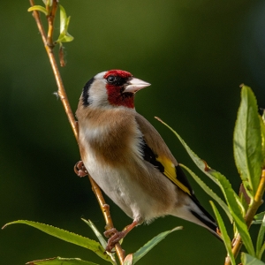 Redwell   27 05 2020   D500   Les 182.jpg